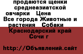 продаются щенки среднеазиатской овчарки › Цена ­ 30 000 - Все города Животные и растения » Собаки   . Краснодарский край,Сочи г.